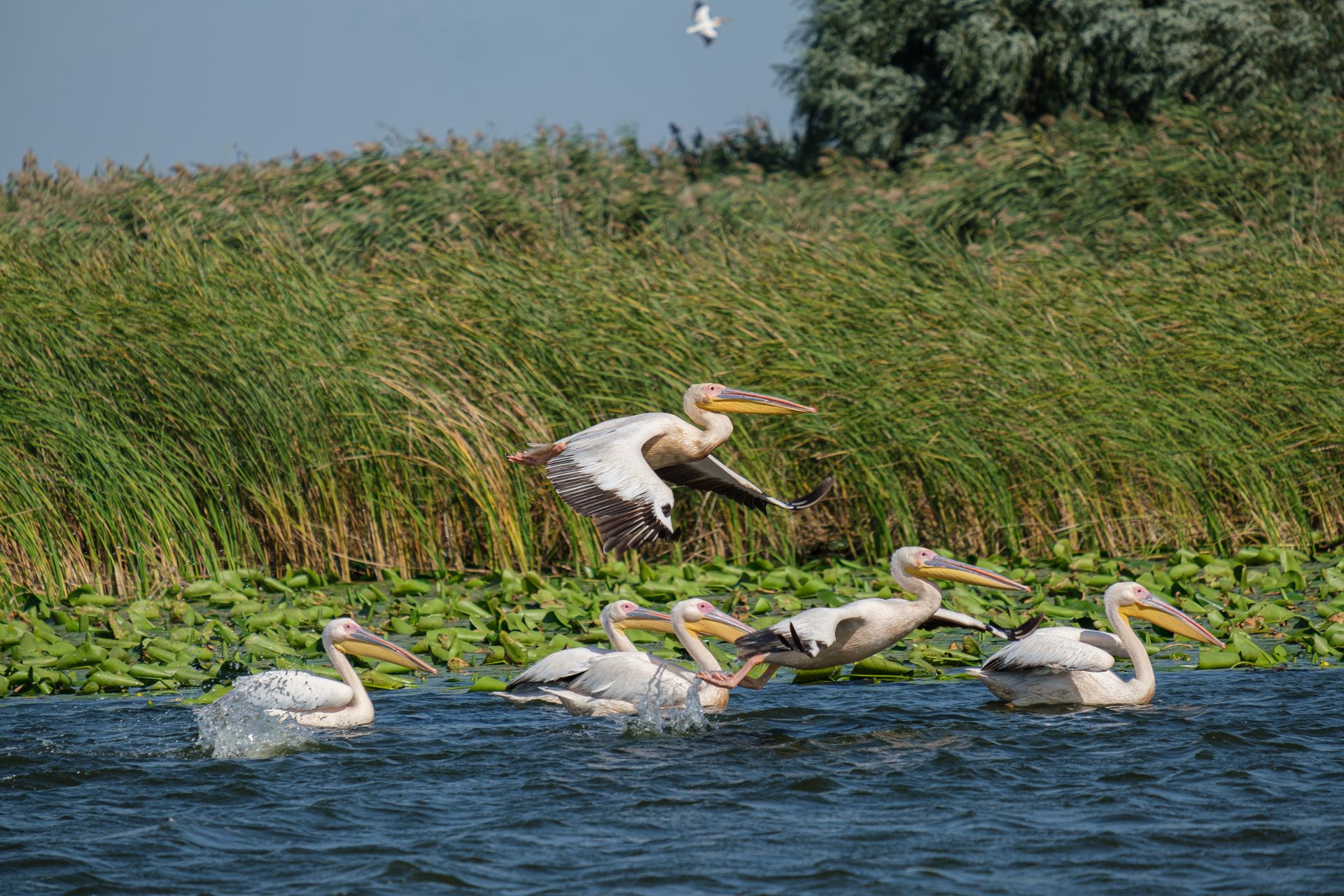 Beautiful capture of great white pelicans flying over the Danube Delta in Romania.