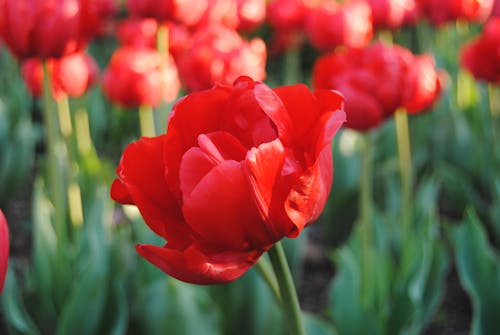 Gratis lagerfoto af blomster, blomsterfotografering, blomstrende