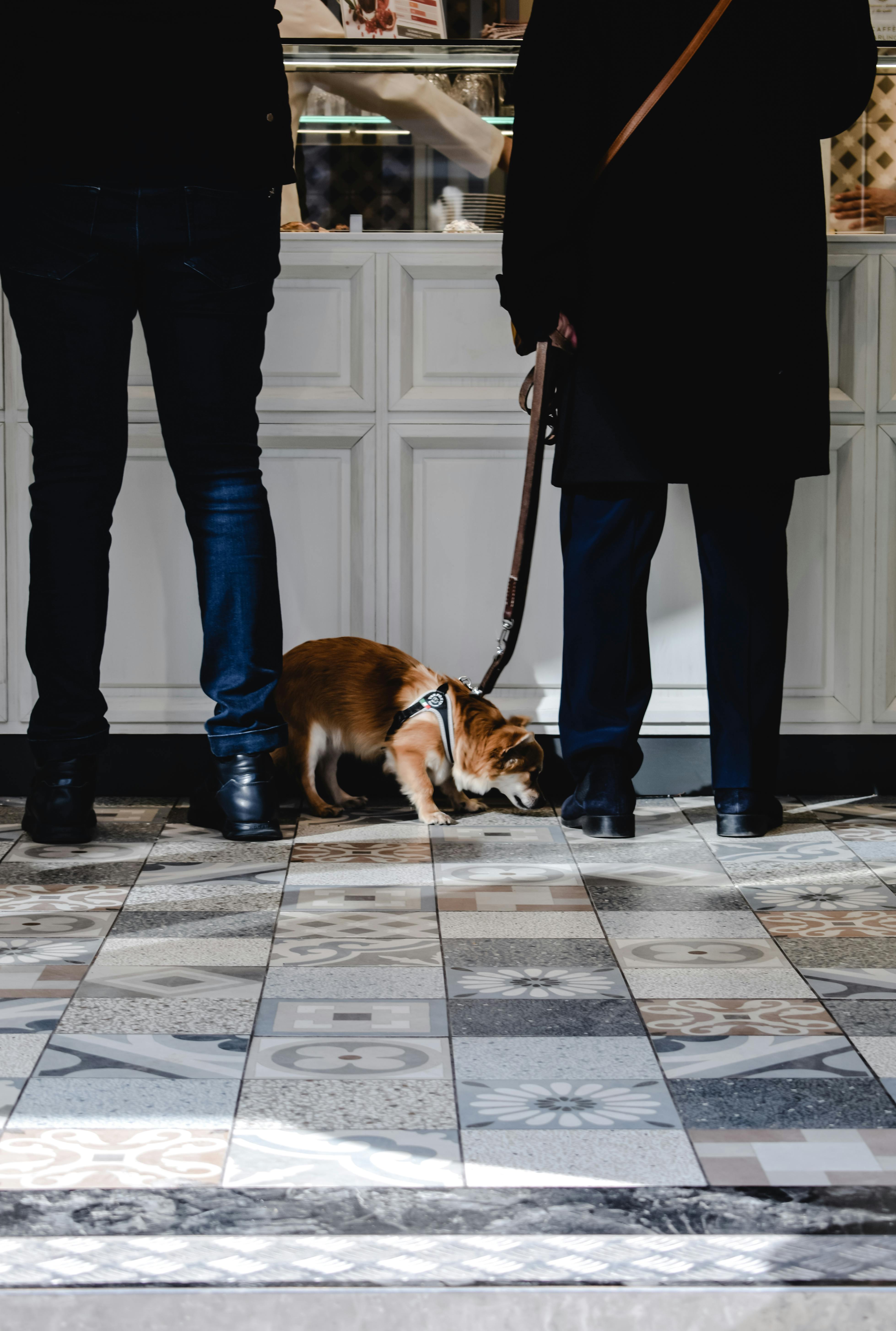 Gratis Hombre Con Pantalón Negro Y Chaqueta Negra De Pie Junto A Marrón Y Blanco De Tamaño Mediano Con Revestimiento Corto Foto de stock