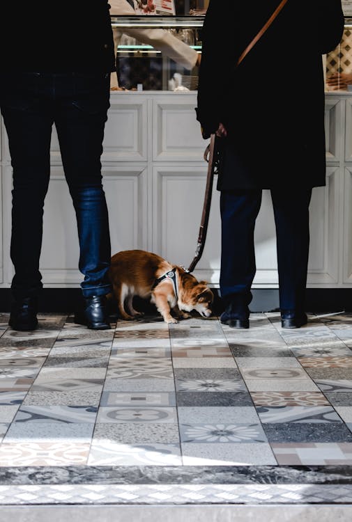 Gratis Hombre Con Pantalón Negro Y Chaqueta Negra De Pie Junto A Marrón Y Blanco De Tamaño Mediano Con Revestimiento Corto Foto de stock