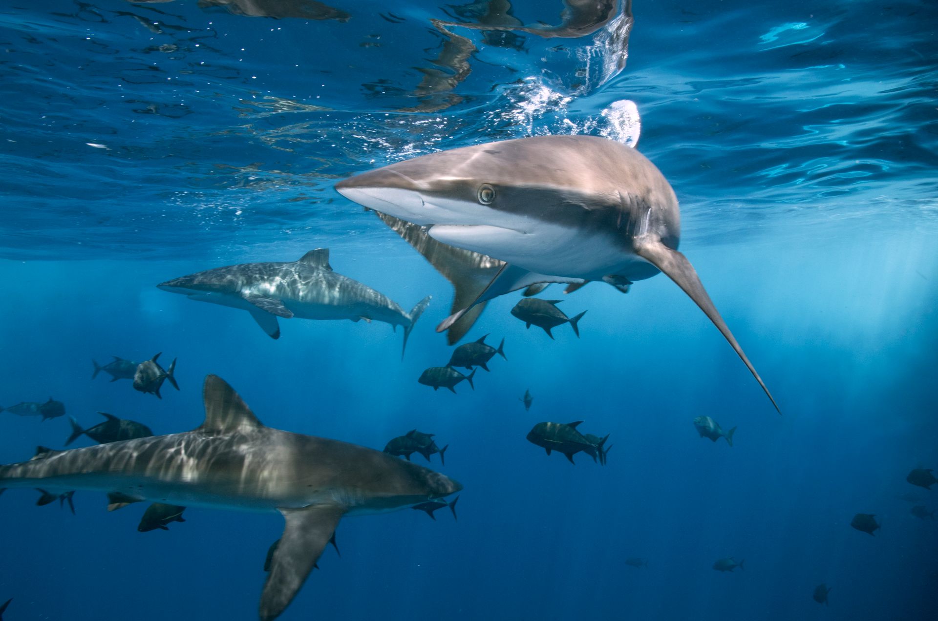 Dangerous sharks swimming in clean water of ocean