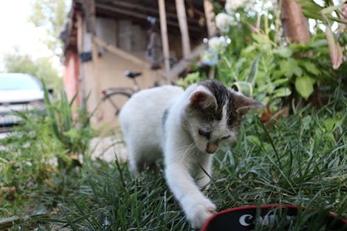 動物, 可愛, 城市 的 免费素材图片