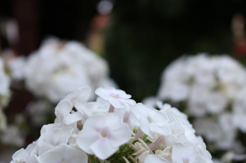 Darmowe zdjęcie z galerii z czarno-biały, fotografia przyrodnicza, kwiat