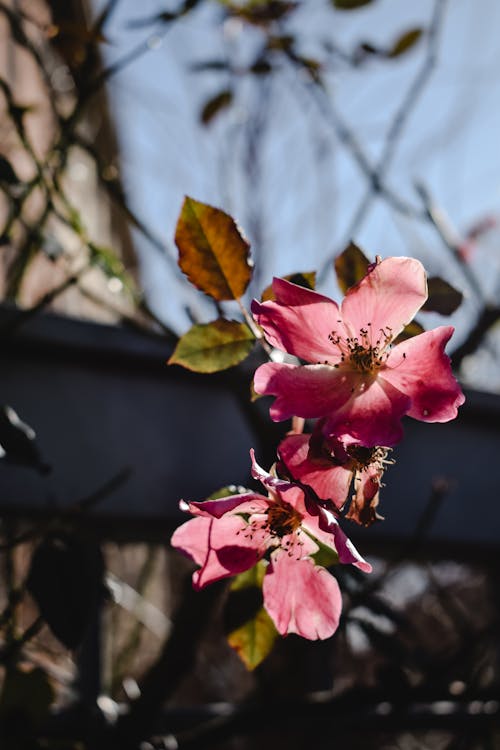 Rosa Blume In Tilt Shift Lens