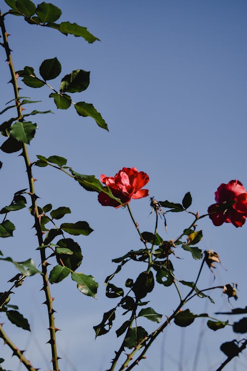 Rose Rouge En Fleur