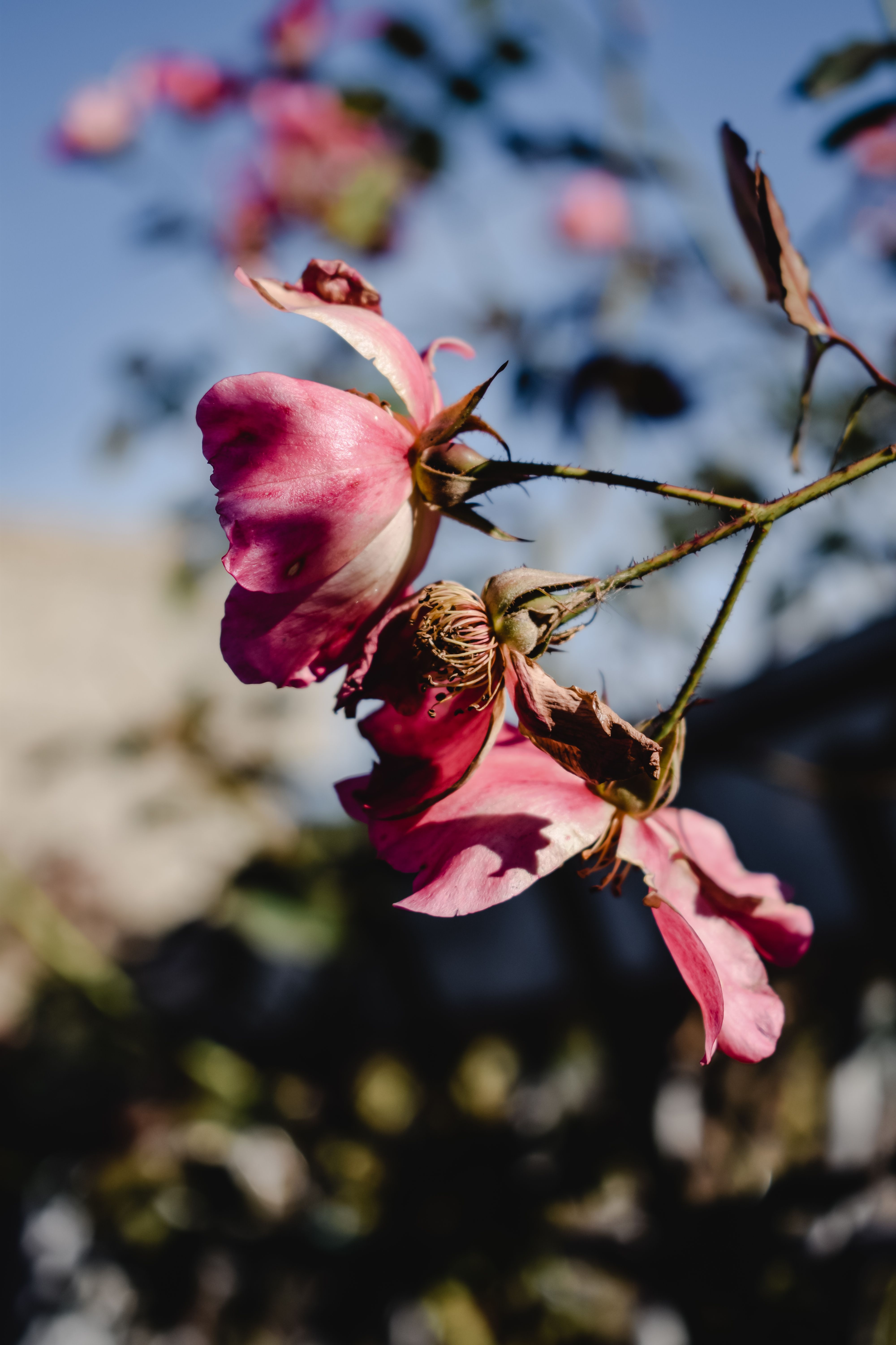 免費 移軸鏡頭中的粉紅色花朵 圖庫相片