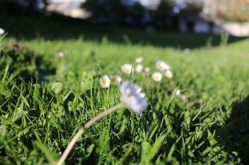 Gratis arkivbilde med blomst, blomster, dag