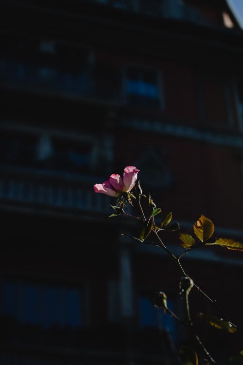 Free A delicate pink rose blooming against a blurred urban backdrop in Milan, Italy. Stock Photo
