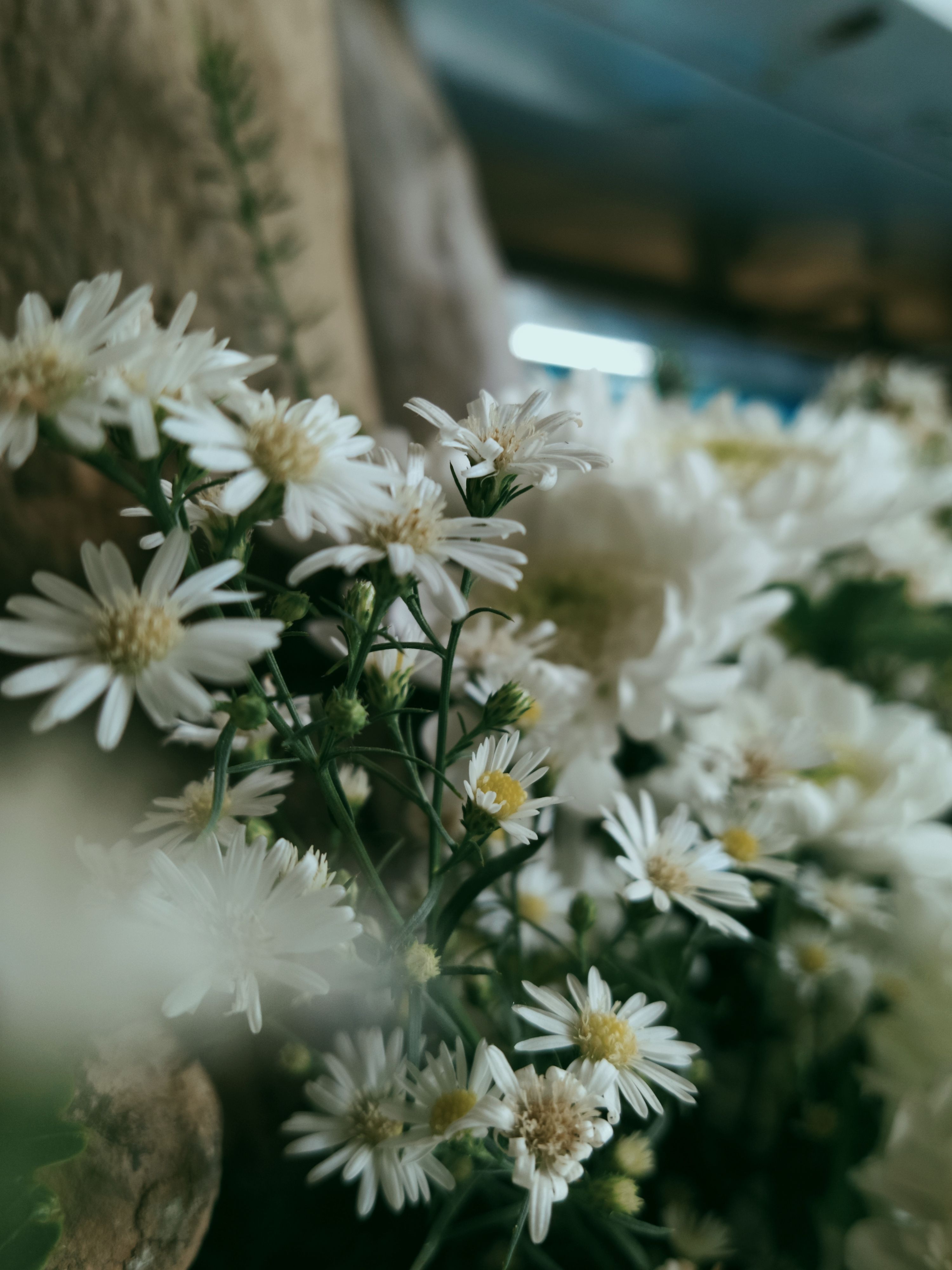 Close-Up Shot of White Flowers in Bloom · Free Stock Photo