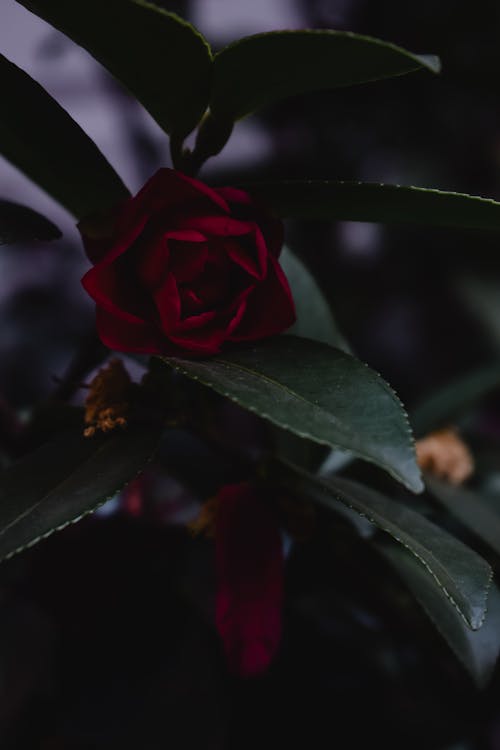 Free Close-Up Shot of a Red Rose in Bloom Stock Photo