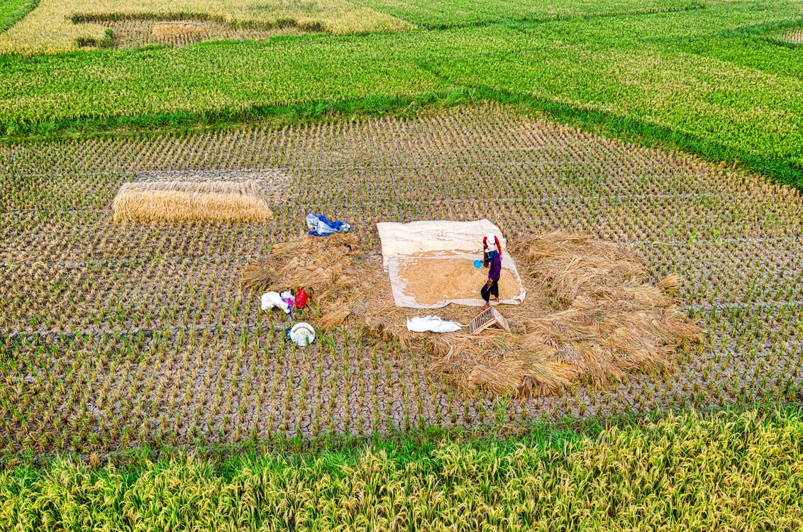 Drone view of farmers collecting harvest of wheat growing in agricultural plantation in farmland