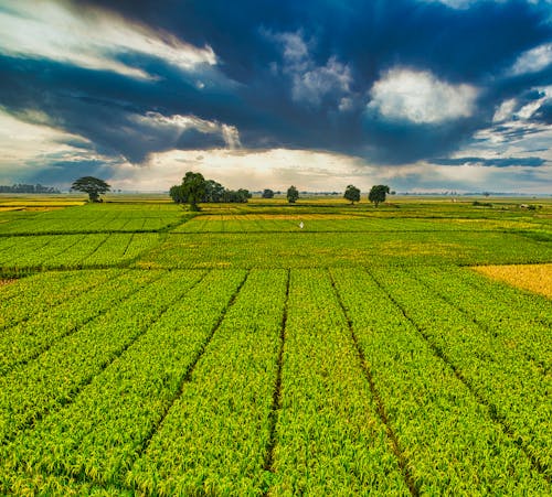 Darmowe zdjęcie z galerii z agronomia, botanika, bujny