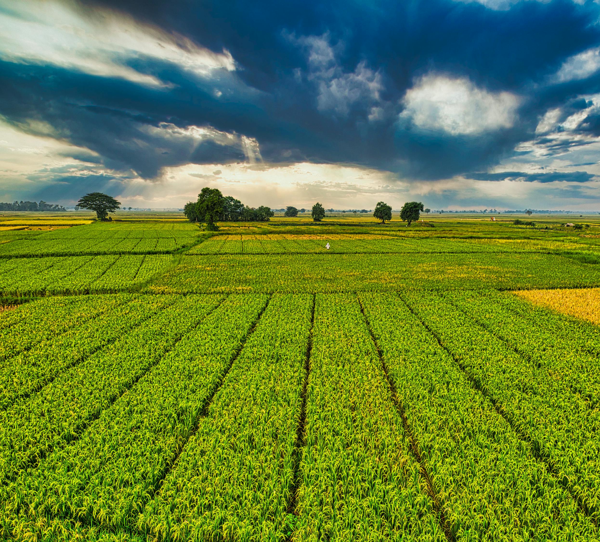 Plantation with green crops growing in agricultural farm · Free Stock Photo