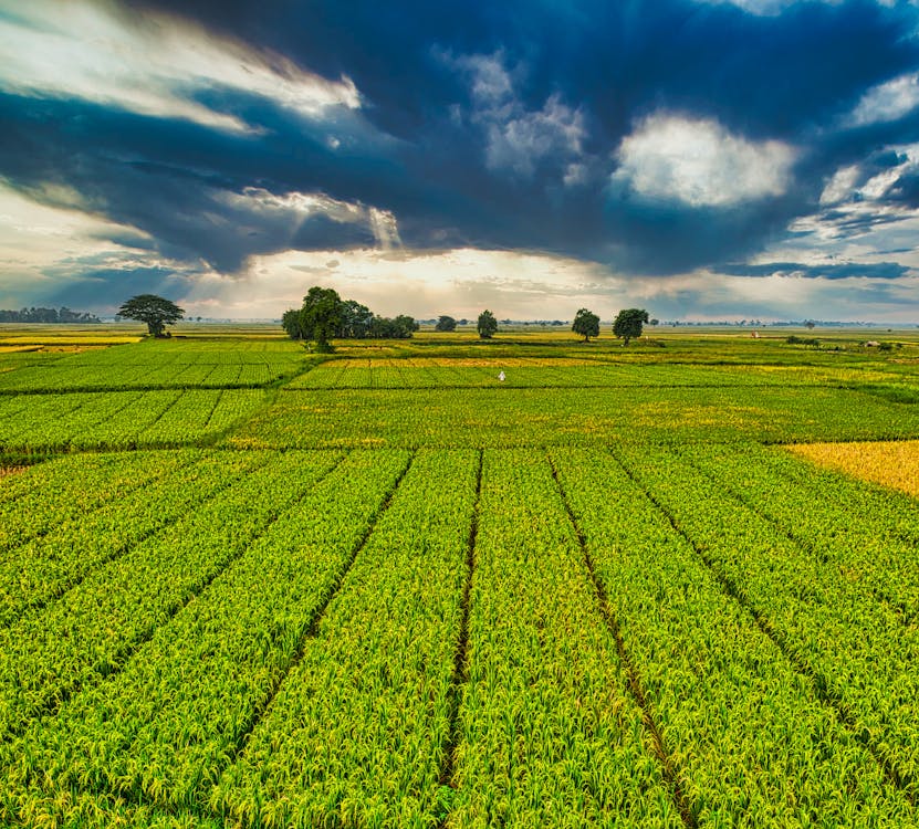 Green agricultural field with lush vegetation growing in rows in rural terrain under cloudy sky