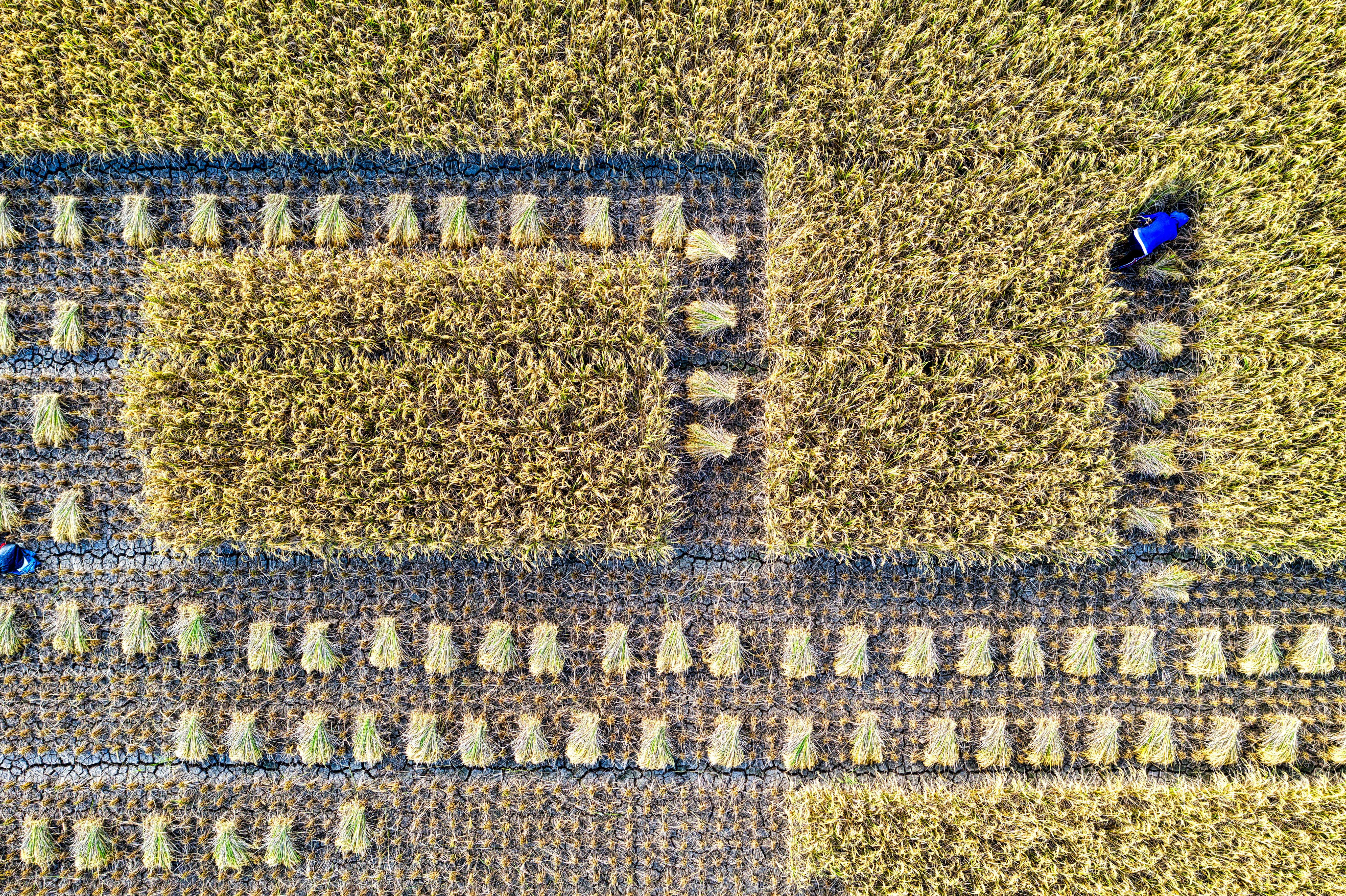 Drone shot capturing a rice field being harvested in Banten, Indonesia.