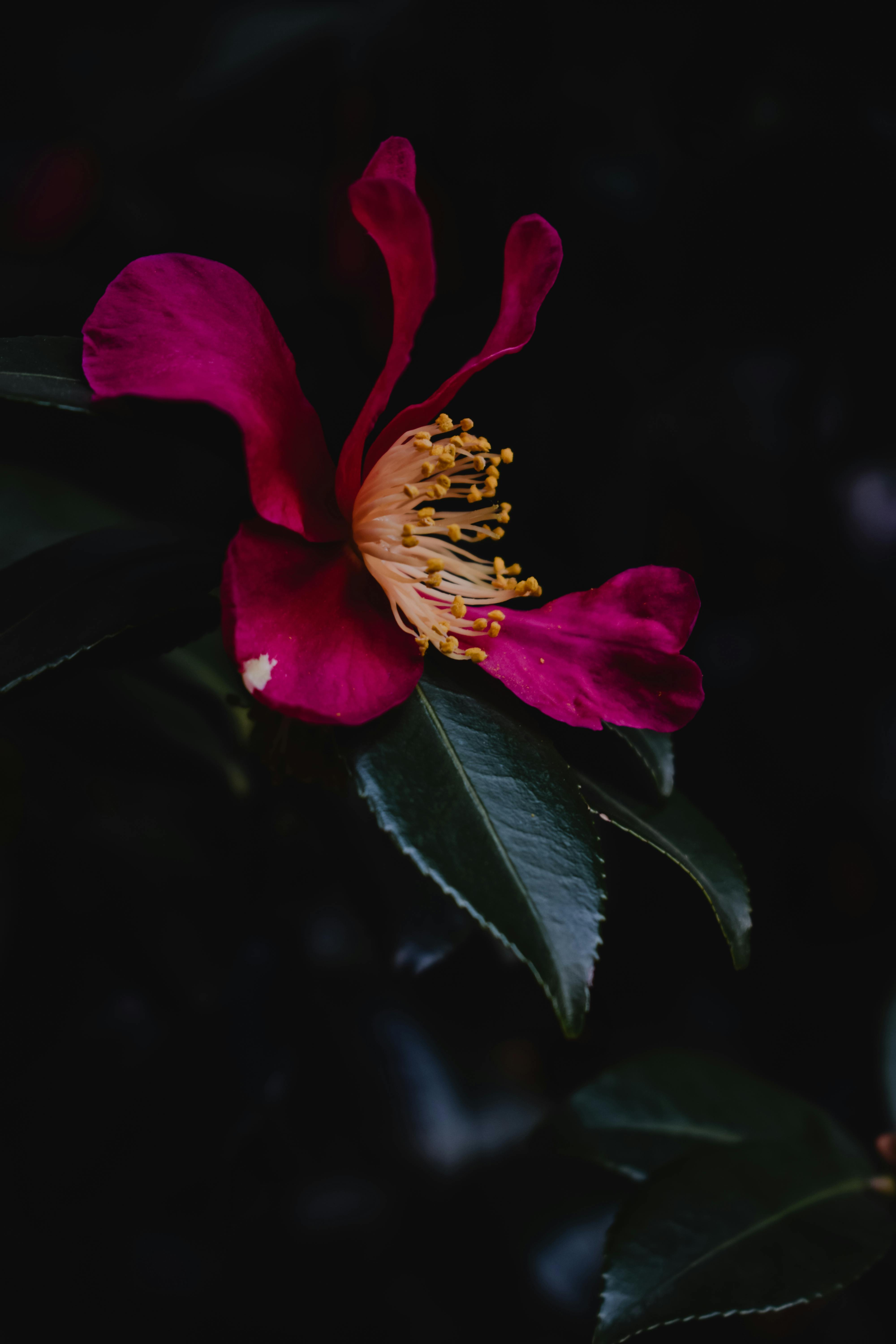 Camellia Flower Pictures  Download Free Images on Unsplash