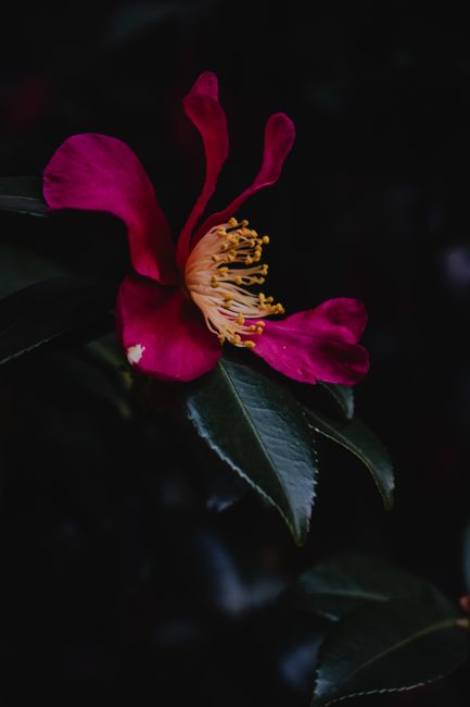 A vivid pink camellia flower captured in close-up, showcasing its delicate petals.