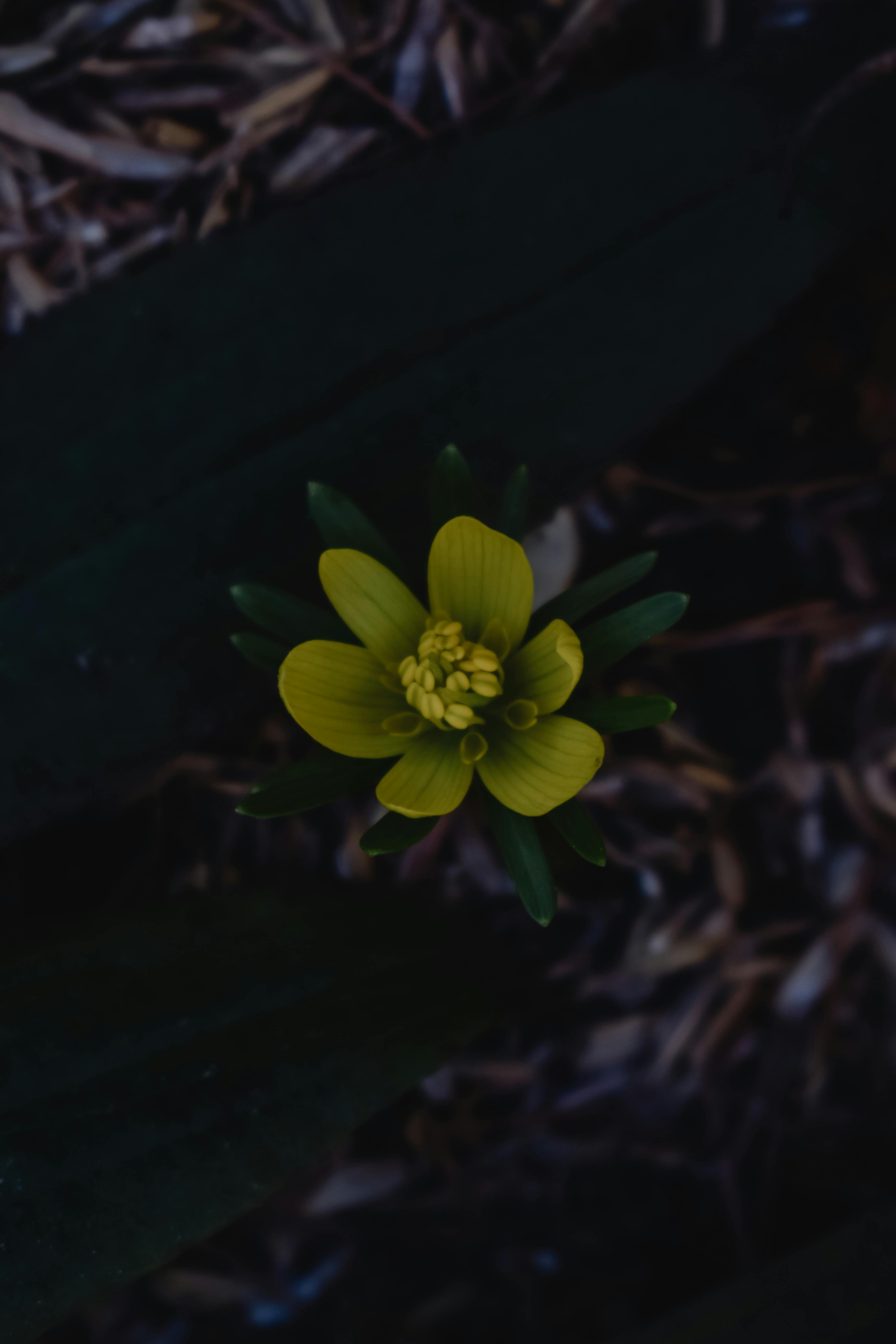Green Flowers Pictures  Download Free Images on Unsplash