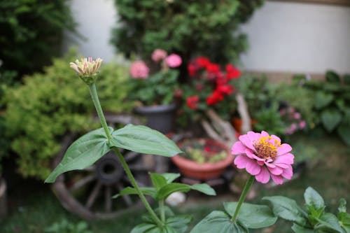 Δωρεάν στοκ φωτογραφιών με ηρεμία, κήπος, λουλούδι