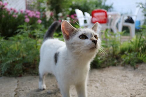 Foto profissional grátis de gatinho, gato