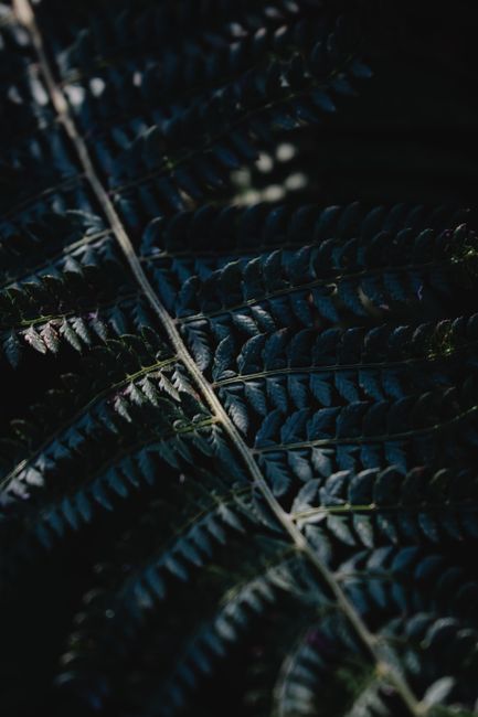 Photo by Eva Bronzini on pexels