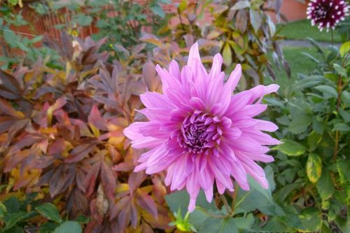 Free stock photo of flower Stock Photo