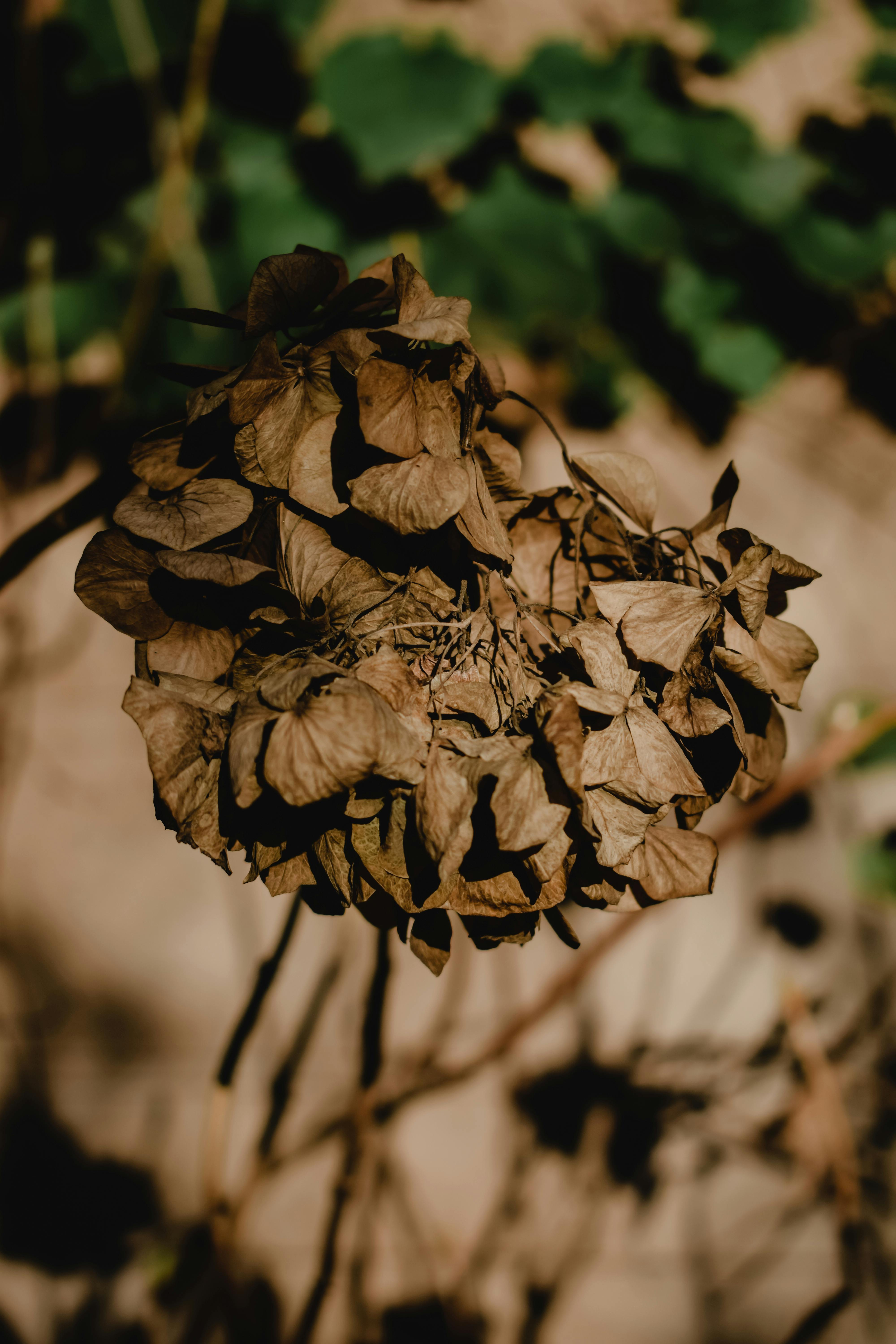 close up shot of dry flowers