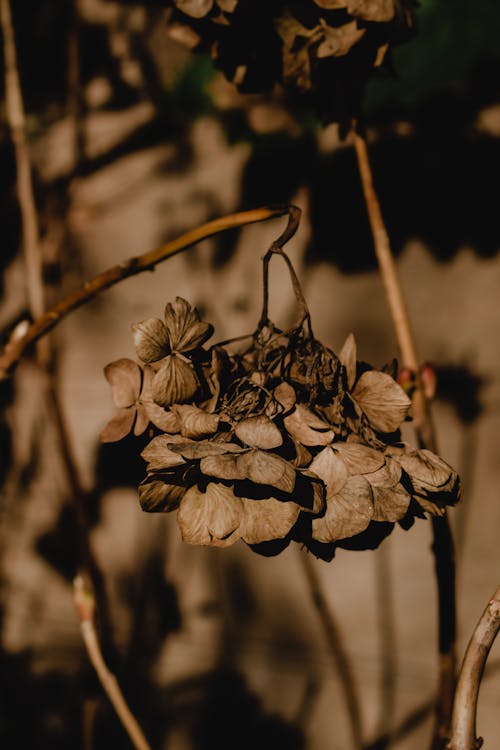 Close-Up Shot of Dry Flowers