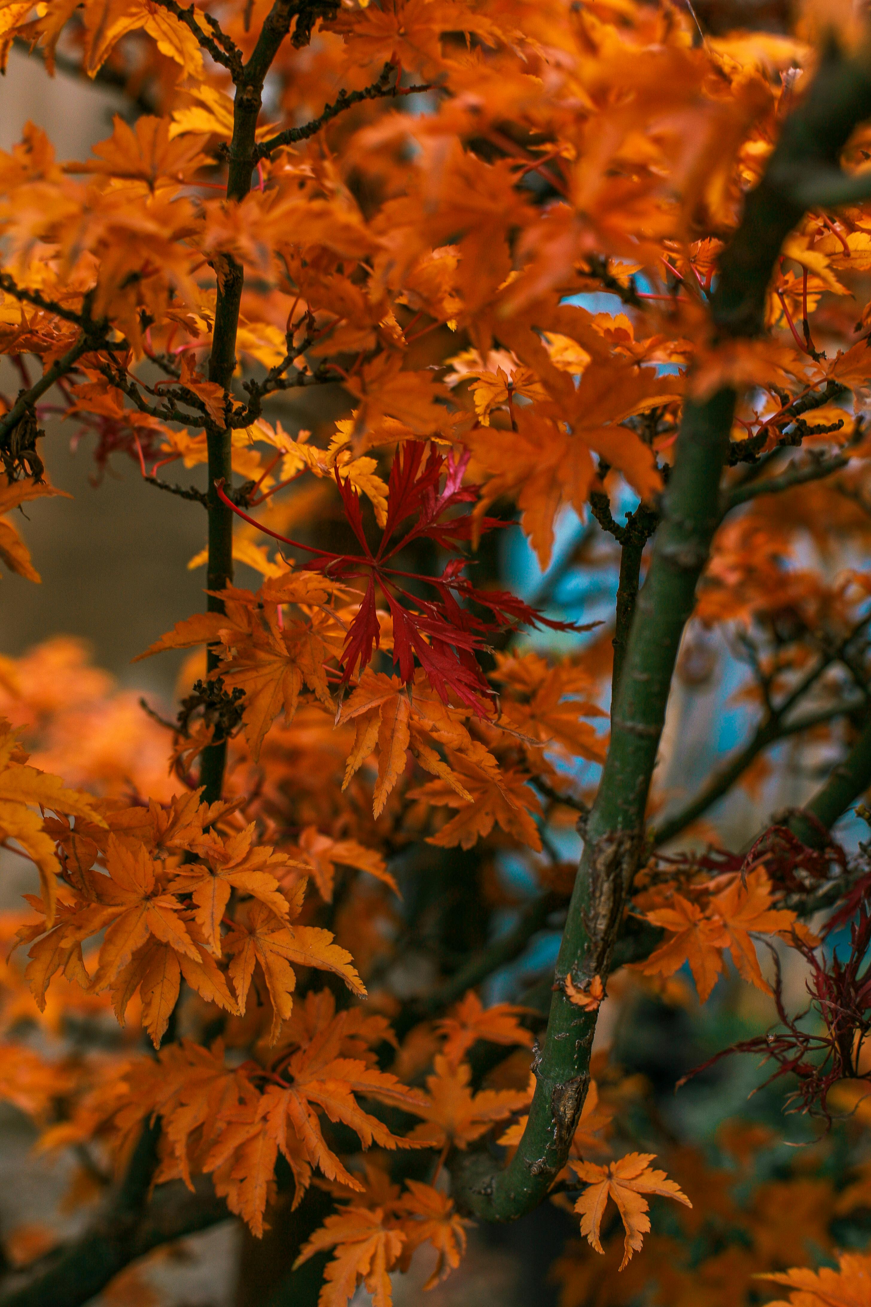 Rừng mùa thu có nhiều loại cây, nhưng cây lá đỏ cam chắc chắn là một trong những loại cây được yêu thích nhất. Nếu bạn chưa từng thấy, hãy xem ngay hình ảnh cây lá đỏ cam trong rừng mùa thu để thấy được sức hút của chúng.