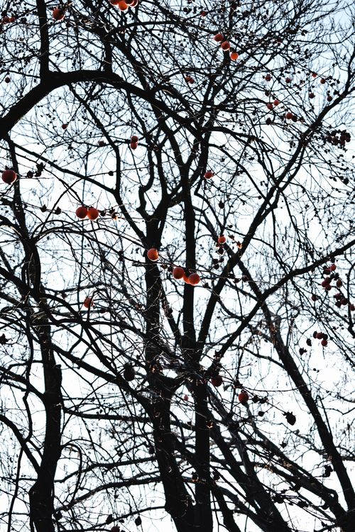 Free A captivating view of silhouetted trees with fruits against a clear sky, embodying the essence of fall. Stock Photo