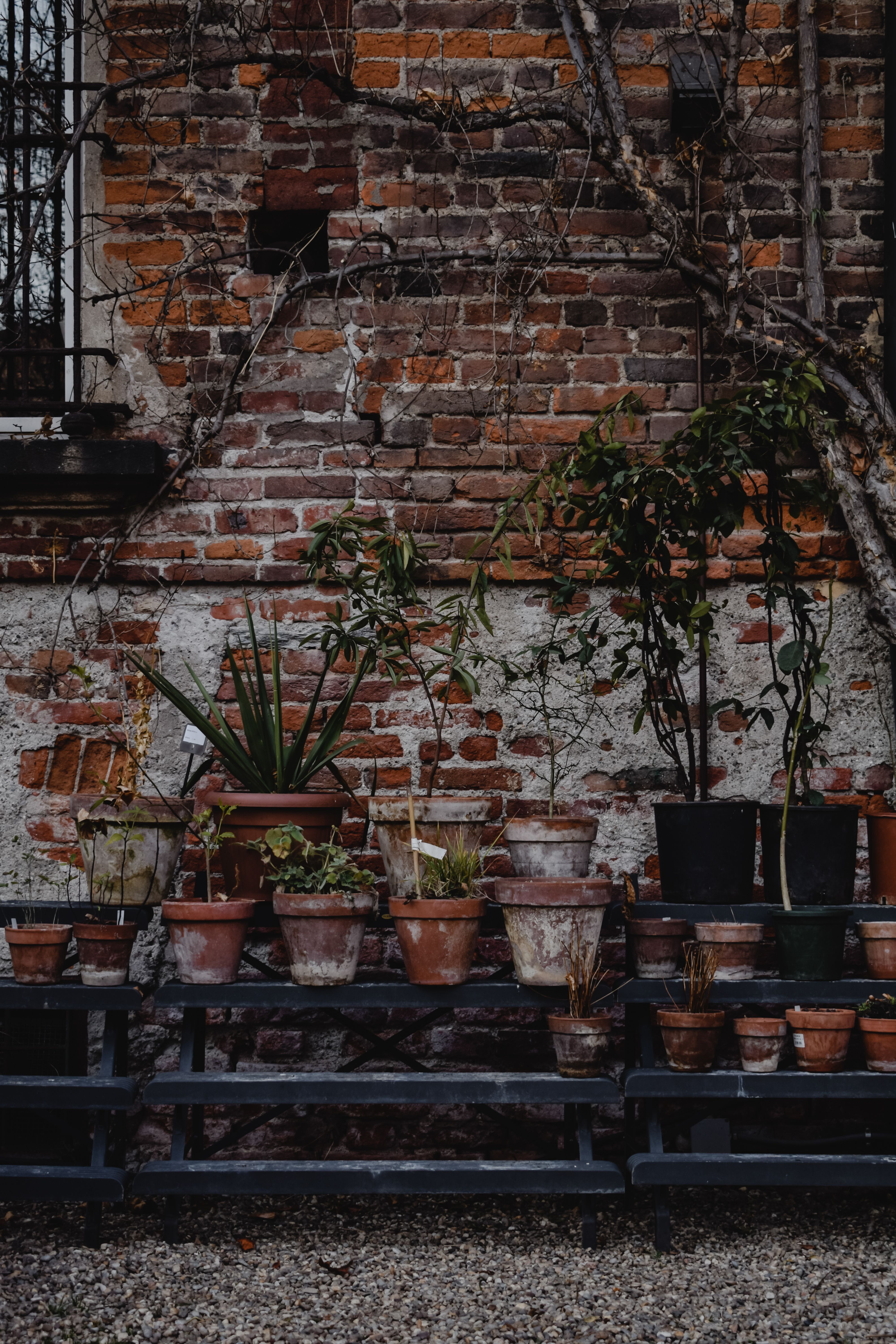 Potted Plants beside a Brick Wall · Free Stock Photo