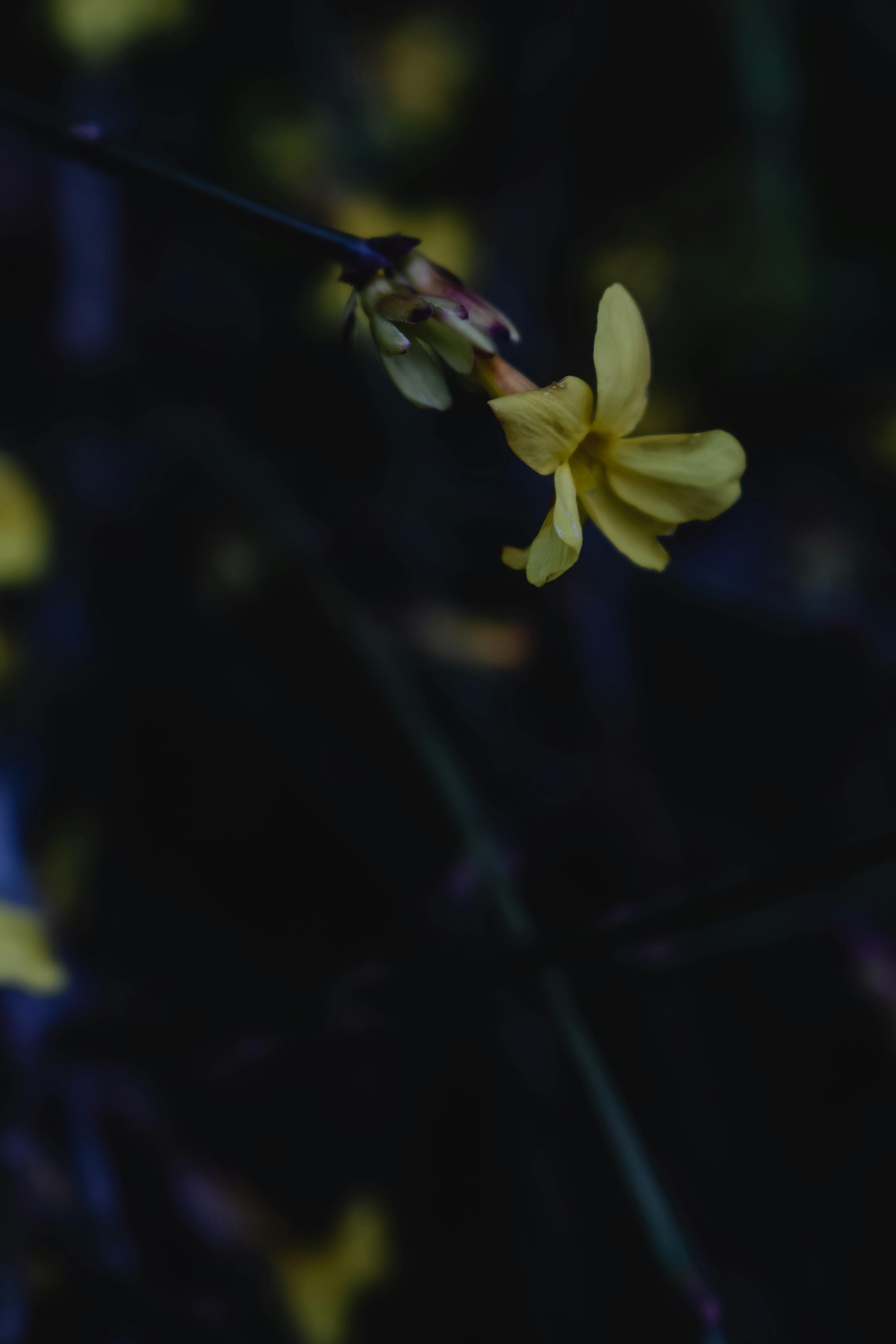 close up shot of a yellow flower in bloom