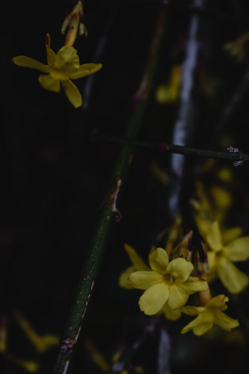 黃色花在傾斜移位鏡頭