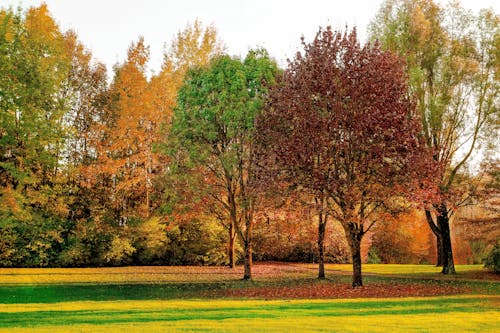 Безкоштовне стокове фото на тему «Денне світло, дерева, листя»