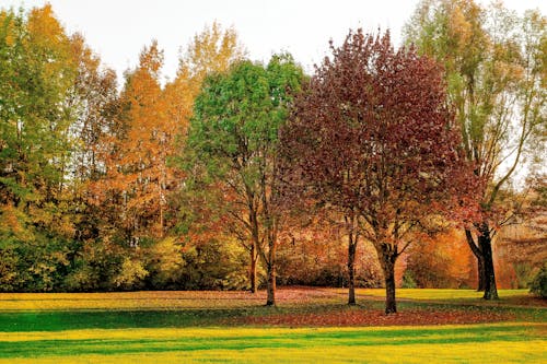 Árboles De Hojas Verdes Y Rojas