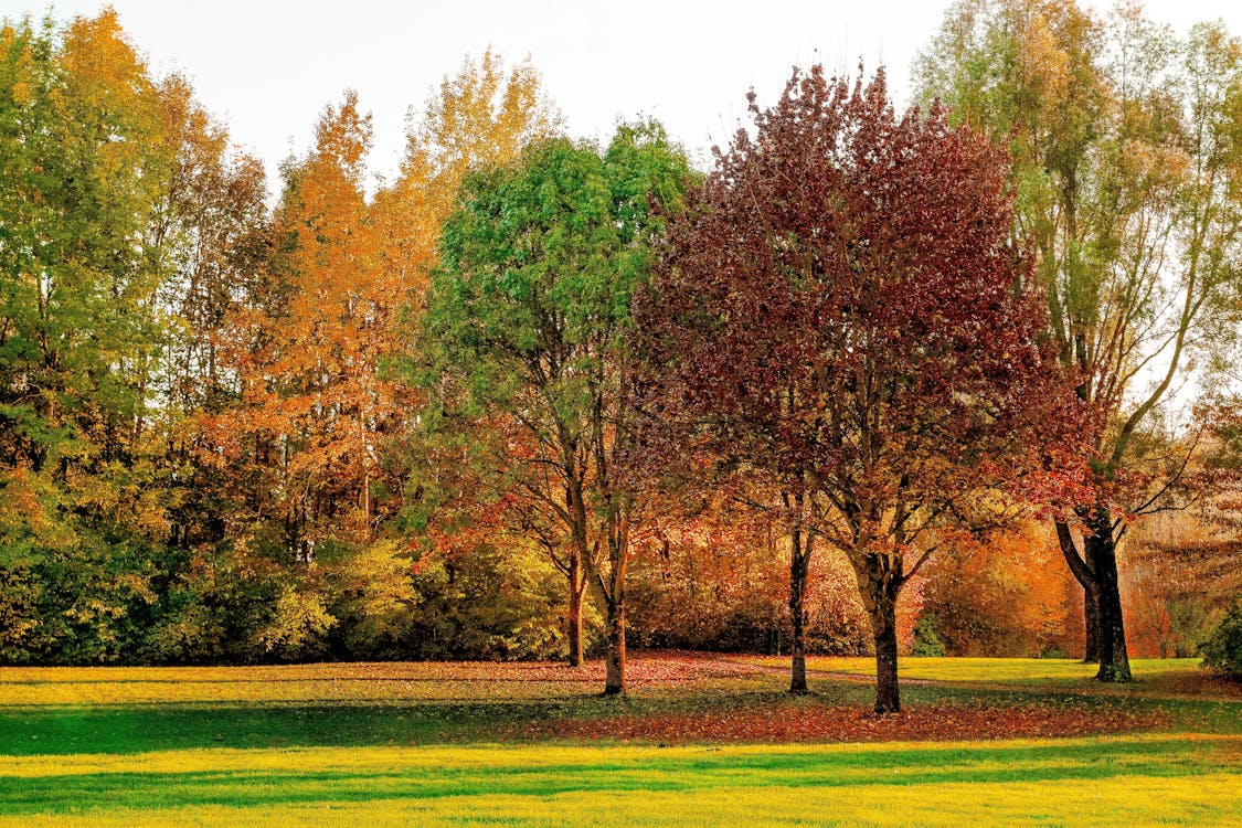 Free Green and Red Leafed Trees Stock Photo