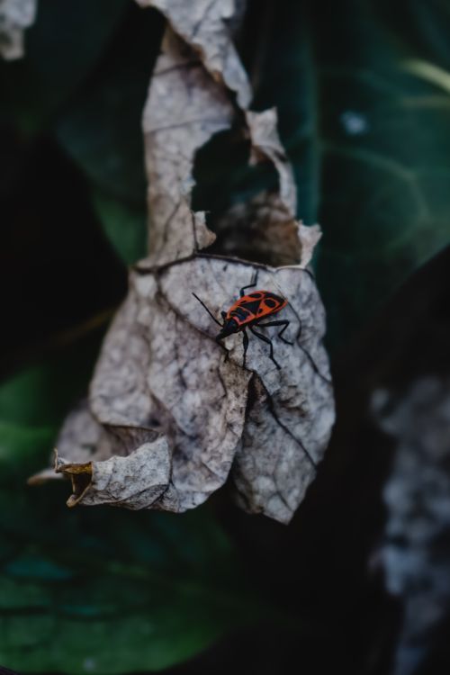 Free Close-up of a firebug perched on a withered leaf against a dark green background in Milan, Italy. Stock Photo