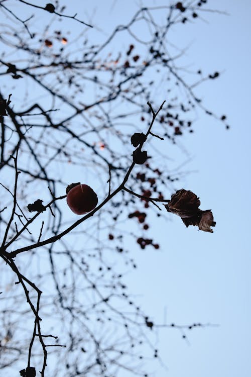 茶色の木の枝に茶色の乾燥した葉