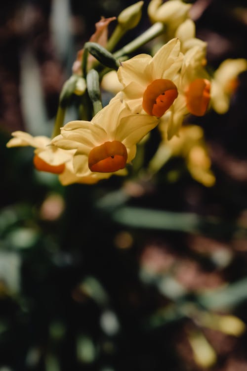 Free Close-Up Shot of Yellow Flowers in Bloom Stock Photo