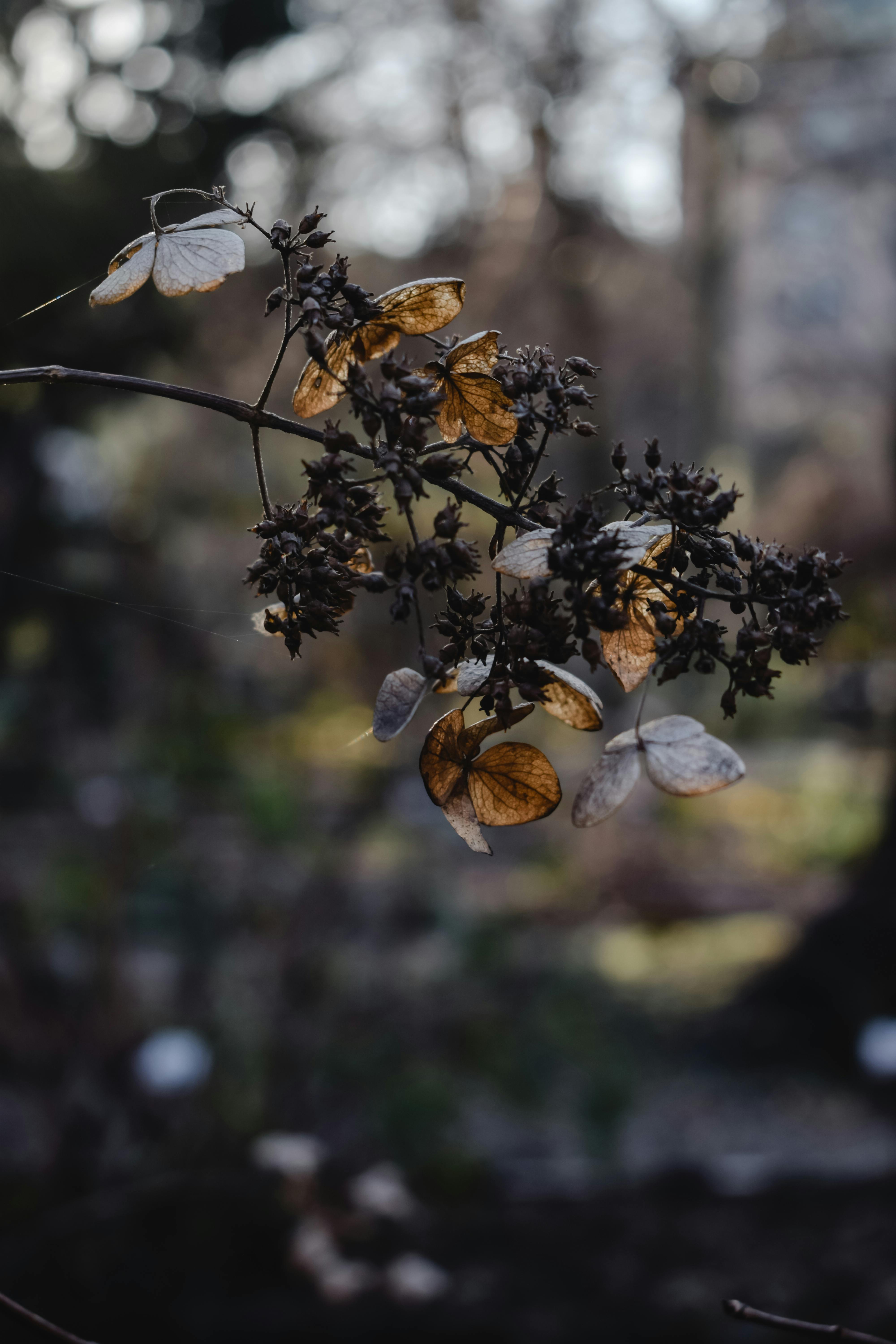 Died Flowers in Close Up Photography · Free Stock Photo
