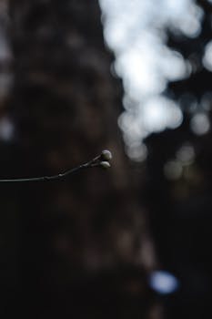 A delicate budding branch with blurred background captured in low light, showcasing nature's subtle beauty.