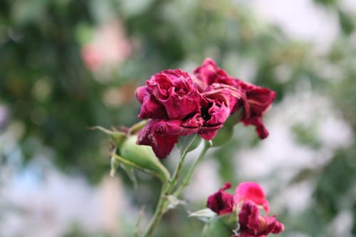 Fotobanka s bezplatnými fotkami na tému príroda, rozostrený, ruža