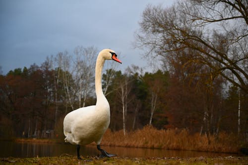 Close-Up Shot of a Swan