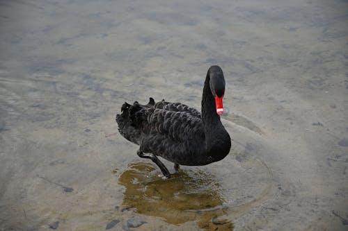 Close-Up Shot of a Black Swan