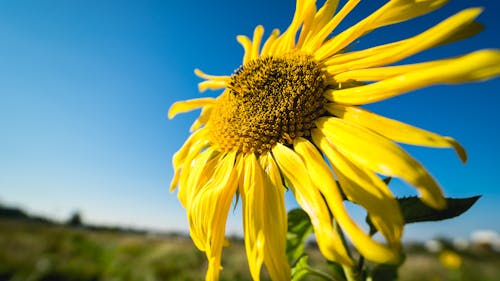 Gratis lagerfoto af blå, blomst, dag