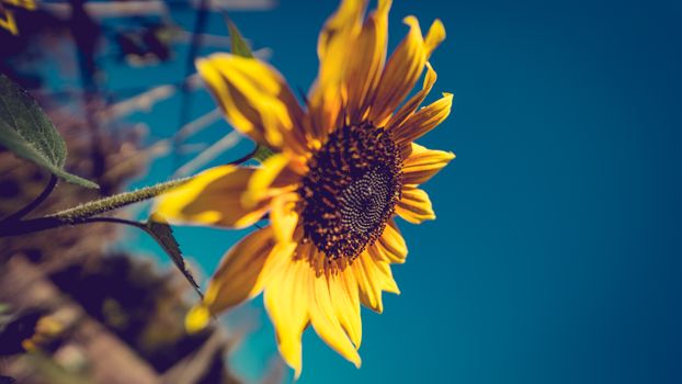 Detailed view of a sunflower against a vivid blue sky, highlighting the flower's intricate petals.
