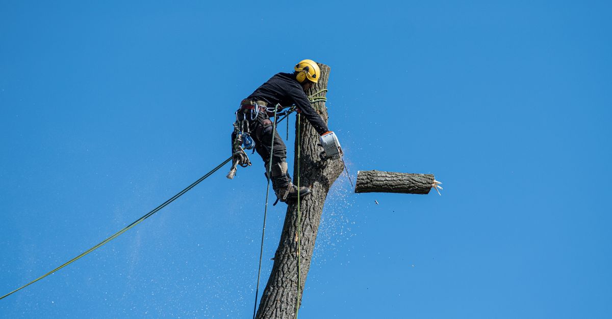 Arbor Creek Tree Care project