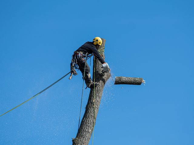 Tree Removal