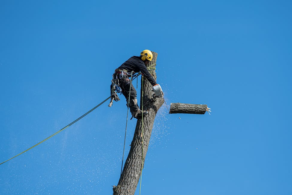Grimpeur équipé harnais avec tronçonneuse dans l’arbre