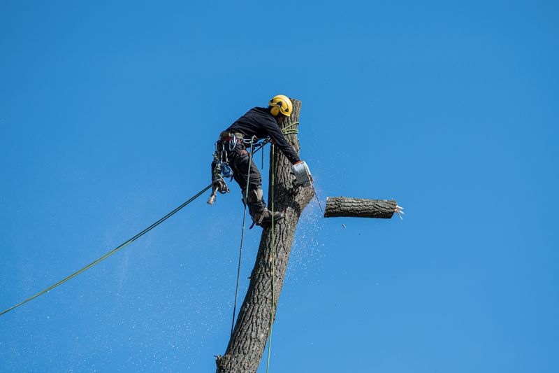 Professional tree removal crew with chainsaw and rigging equipment